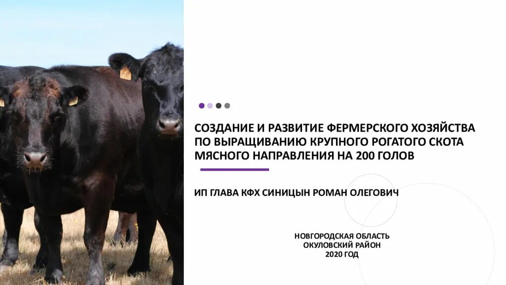 Разведение и содержание крупного рогатого скота. Разведение крупного рогатого скота. разведение крс мясного направления. разведение крупного рогатого скота 4 класс. эволюция крупного рогатого скота.