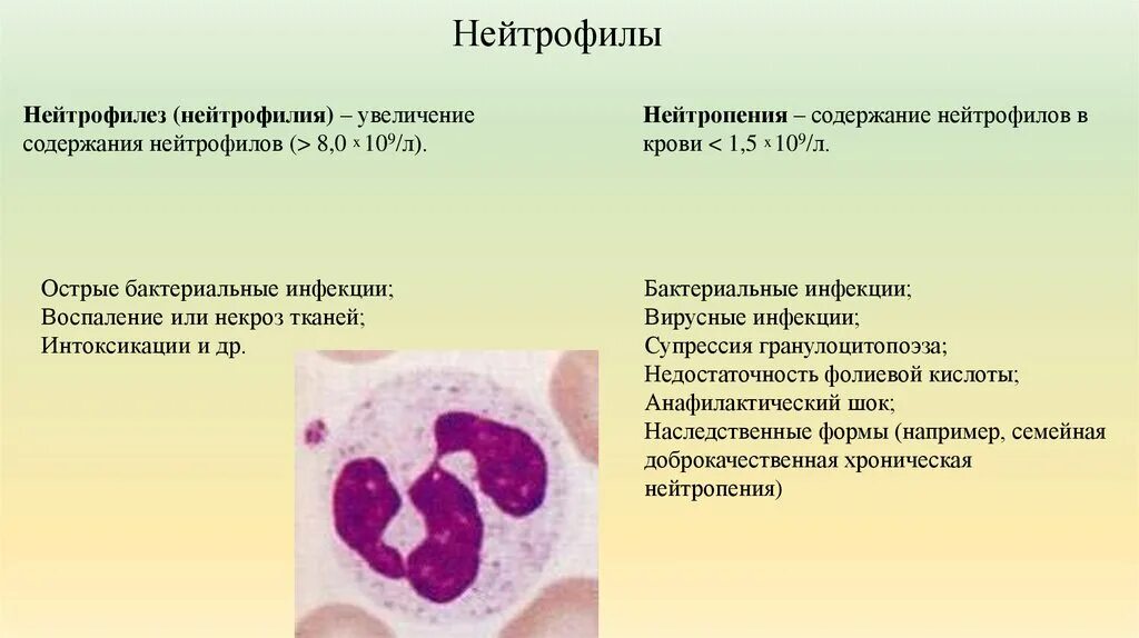 Повышенные гранулоциты в крови причины. Понижение сегментоядерных нейтрофилов. Повышение сегментоядерных нейтрофилов. Палочкоядерные нетрофилыувеличены. Сегментоядерные нейтрофилы понижены.