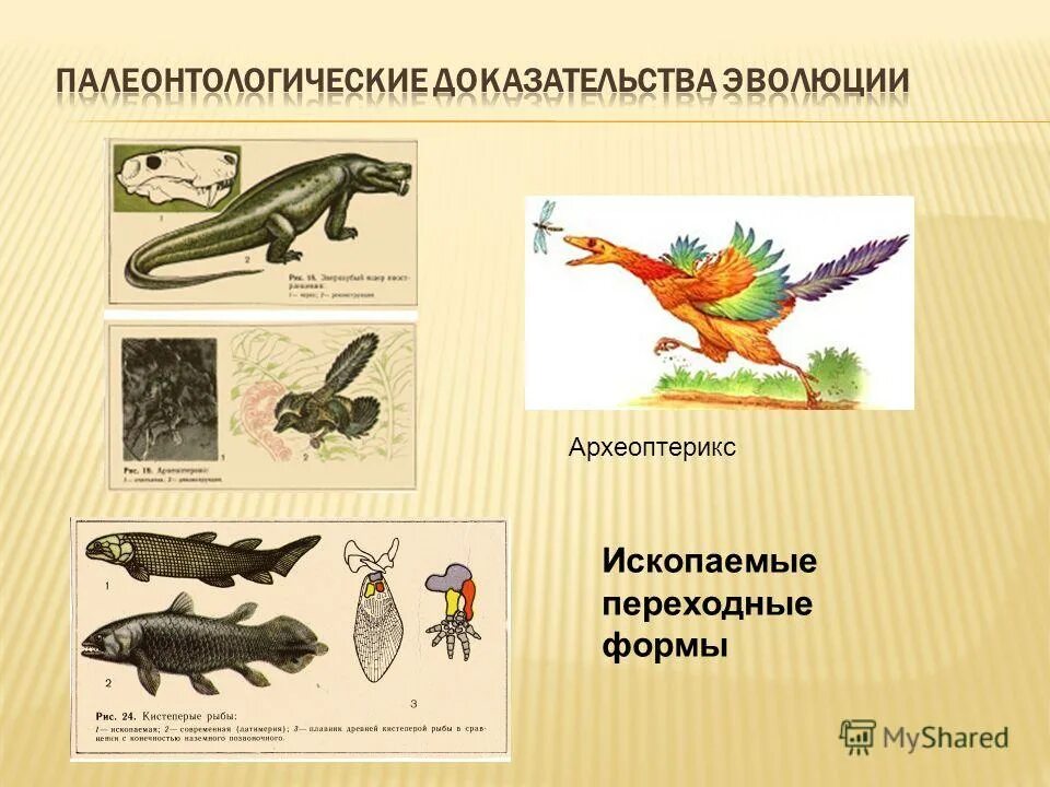1 ископаемые переходные формы. 1 ископаемые переходные формы