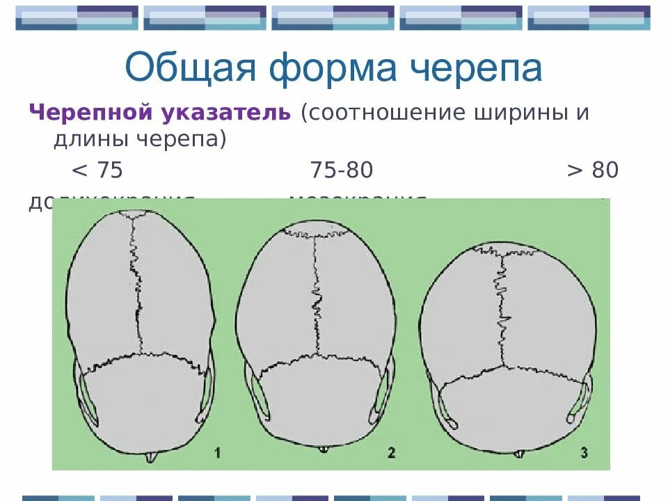 Варианты формы черепа