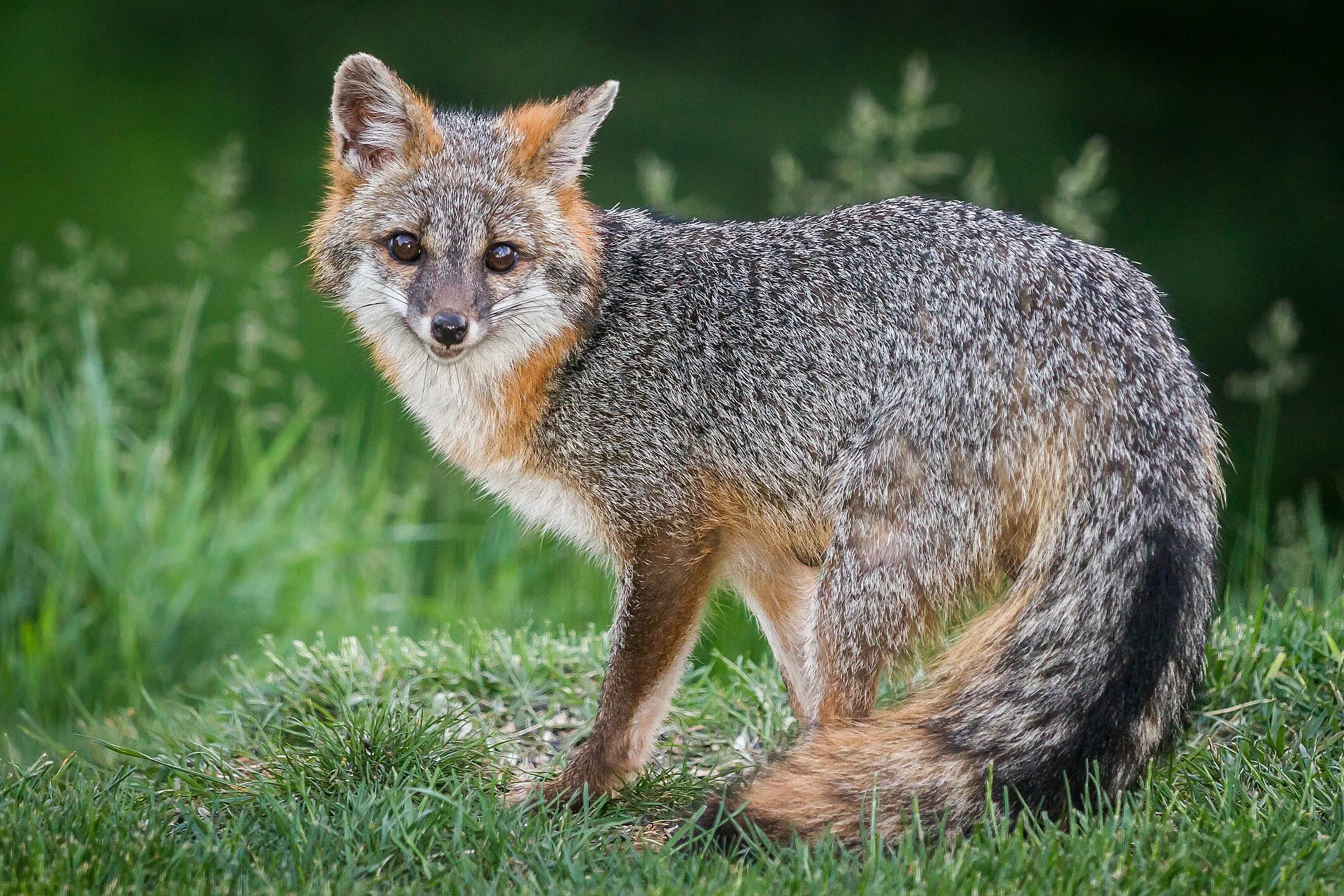 В каком fox. Пампасская лисица Южной Америки. Серая лисица Urocyon cinereoargenteus. Канадская лиса грей Фокс. Пампасная лисица.