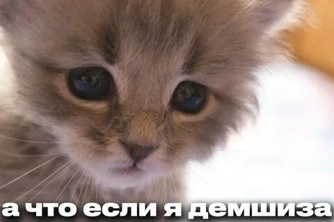 Видео с грустными котиками