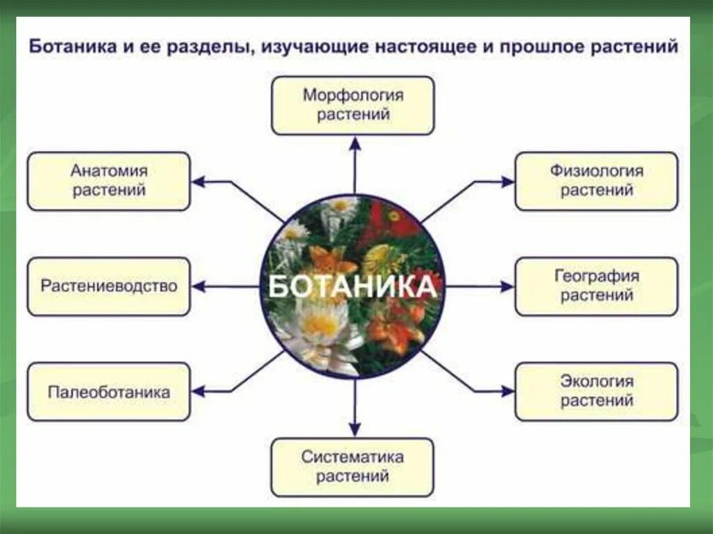 Ботаника наука о растениях разделы ботаники. Раздел биологии изучающий растения. Ботаника наука о растениях схема. Ботаника как биологическая наука разделы ботаники. Ботаника в системе