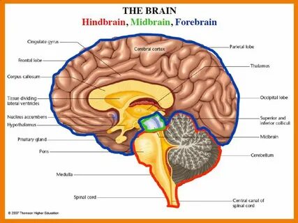 Being brains