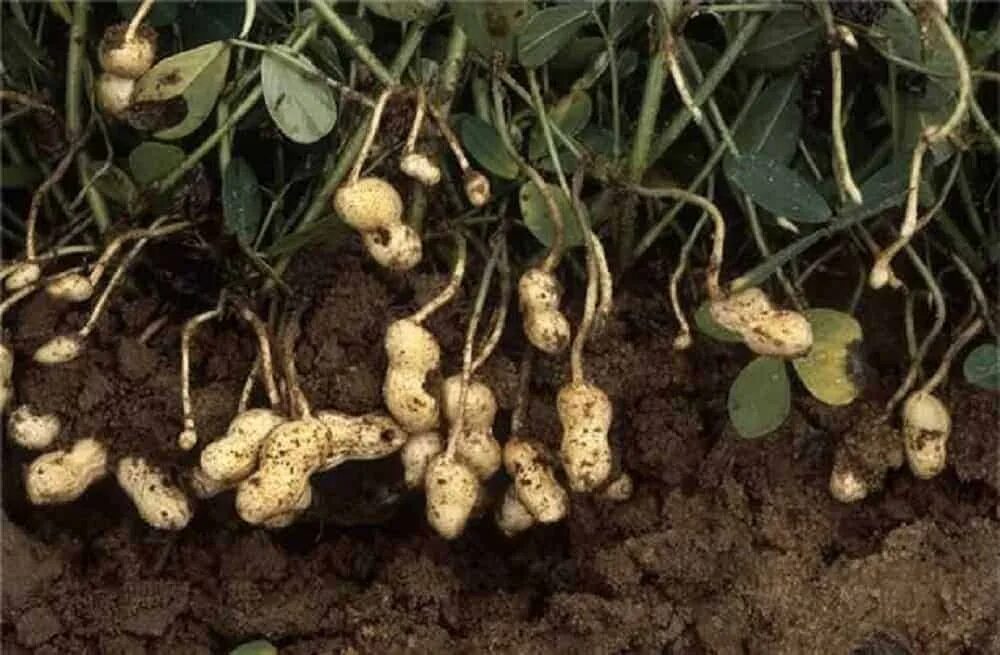 арахис корнеплод. земляной арахис. земляной орех арахис. земляной орех арахис. арахис культурный земляной орех.