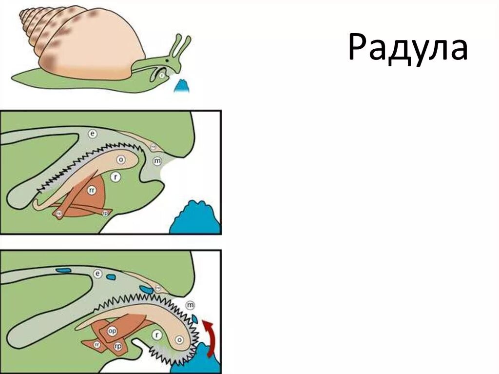 Язык моллюсков. Терка Радула. Радула улитки. Моллюски Радула. Радула у моллюсков.