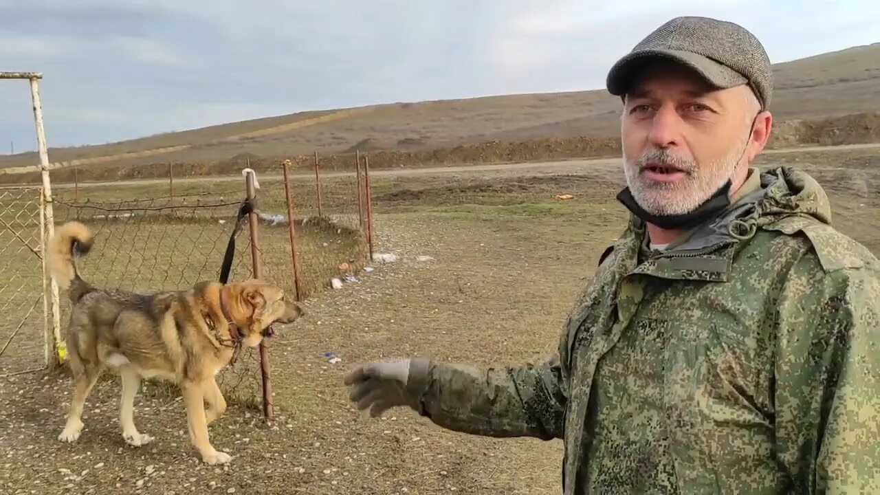Собаками чечне. Северо кавказский волкодав бой. Собаками чечне. Собачьи бои кавказский волкодав в дагестане. Кинологи в чечне.