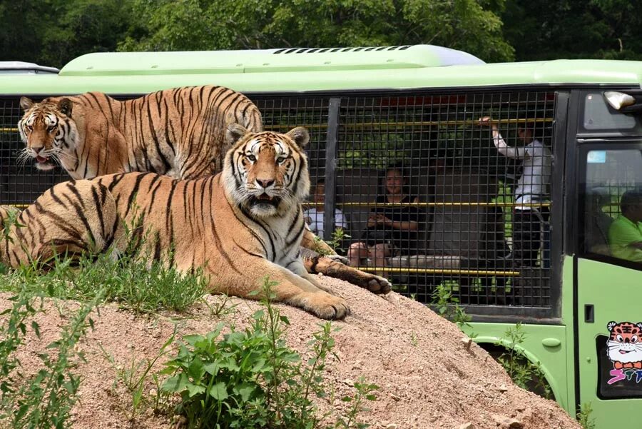 полоски на тигре. парк тигров в харбине. Tiger kingdom пхукет. зоопарк пхукета. тигровый парк в паттайе.