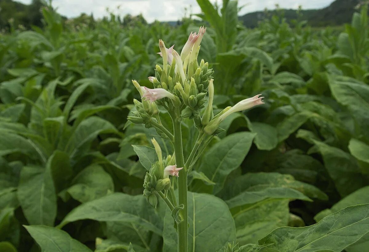 Табак Nicotiana tabacum. Растение Nicotiana tabacum. Табак махорка (Nicotiana Rustica l.). Табак душистый - Nicotiana tabacum.