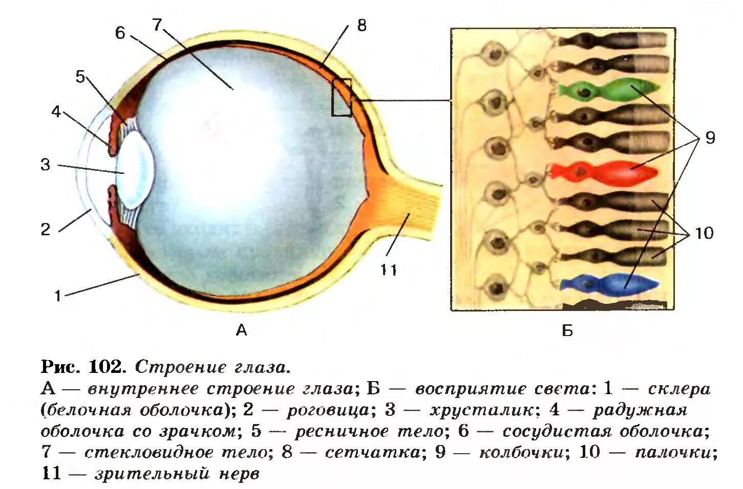 Строение глаза колбочки и палочки. Строение глазного яблока биология 8 класс. Биология 8 класс структура глаза человека. Палочки и колбочки сетчатки глаза расположены. Содержит несколько слоев нейронов содержит роговицу защищает