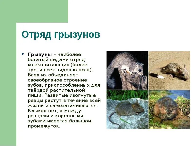 Грызуны доклад. Отряды млекопитающих грызуны. отряд грызунов. характеристика отряда грызуны. характеристика отряда грызуны млекопитающих.