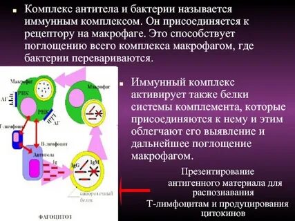 Антигены антитела иммунный ответ