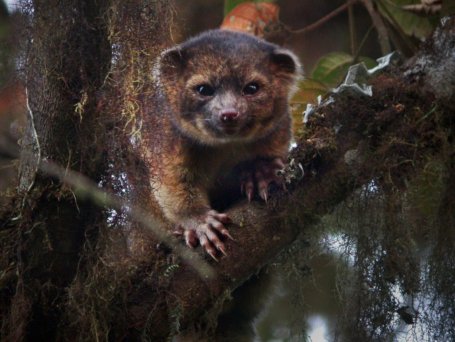 Discover animal. Пушистохвостый олинго. Олингито. Олинго Аллена. Олингито новое животное.