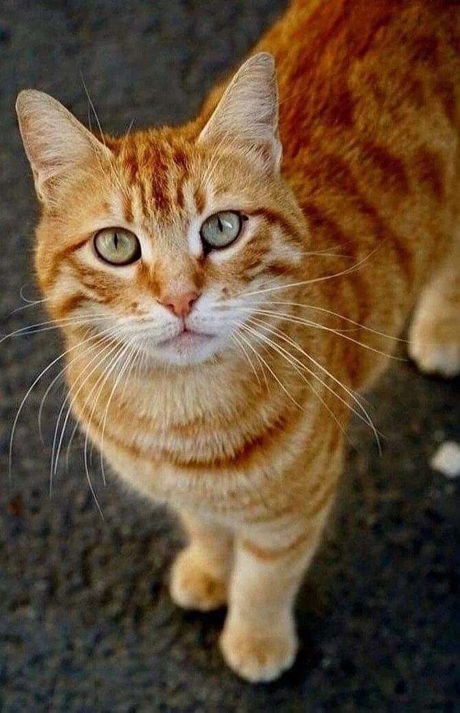 Как выглядит дворовый кот #adidas #animal #animal portrait #animal world #attention #cat #cats eyes #close