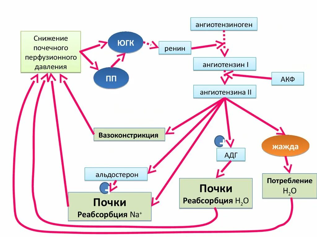 Функциональная система осмотического давления