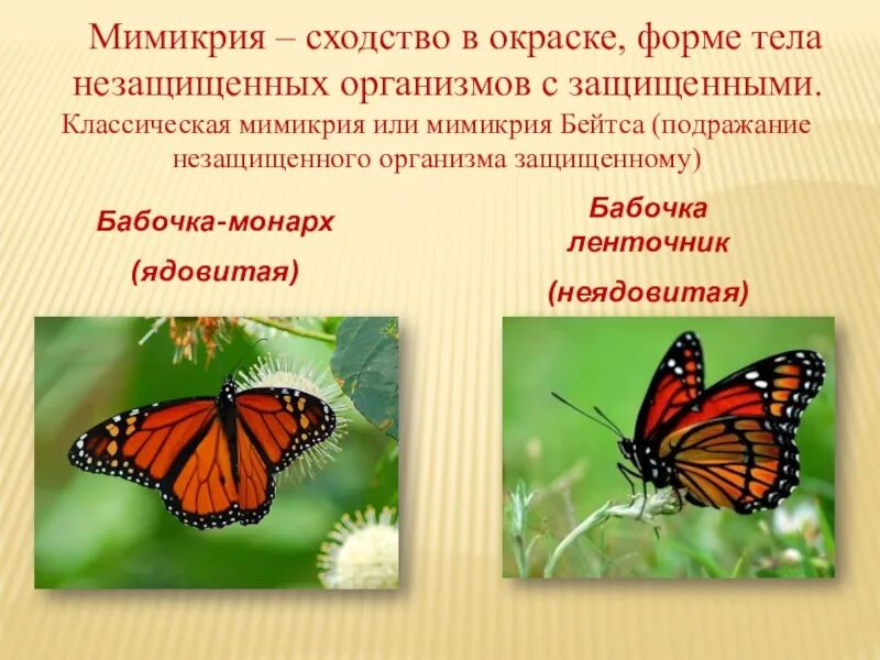 Бабочка ленточник Мимикрия. Мимикрия адаптация. Бабочка ленточник и бабочка Монарх. Бейтсовская Мимикрия.