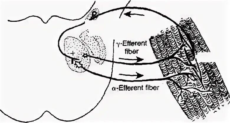 Миотатический рефлекс жевательных мышц схема. Височно-нижнечелюстной рефлекс. Схема рефлекса жевания.