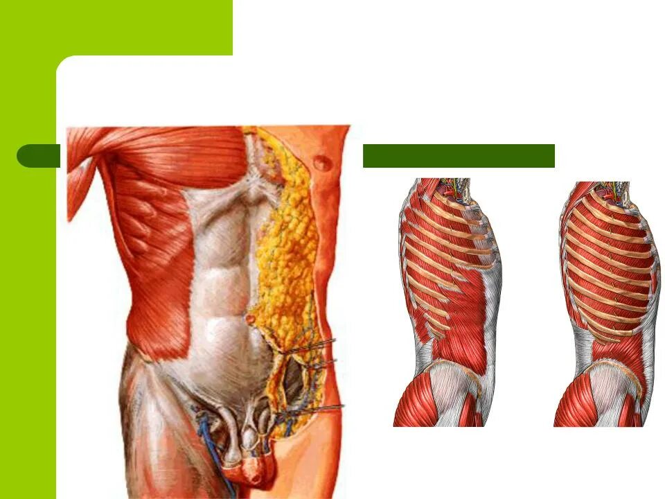 Переднебоковая стенка живота мышцы. Мышцы брюшной стенки послойно. Мышцы переднебоковой брюшной стенки. Мышцы брюшной стенки анатомия. Толстая брюшная стенка