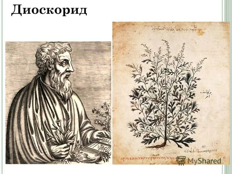 Диоскорид о лекарственных веществах. Педаний диоскорид. Трактат о лекарственных растениях диоскорид. Диоскорид о лекарственных веществах. Диоскорид это в древнем риме.