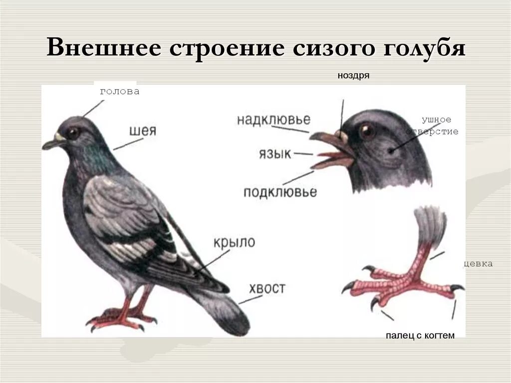 Осмотрите голову птицы обратите внимание. Внешнее строение сизого голубя. Голубь биология внешнее строение. Внешнее строение голубя 7 класс. Внешнее строение птицы биология 7 класс.