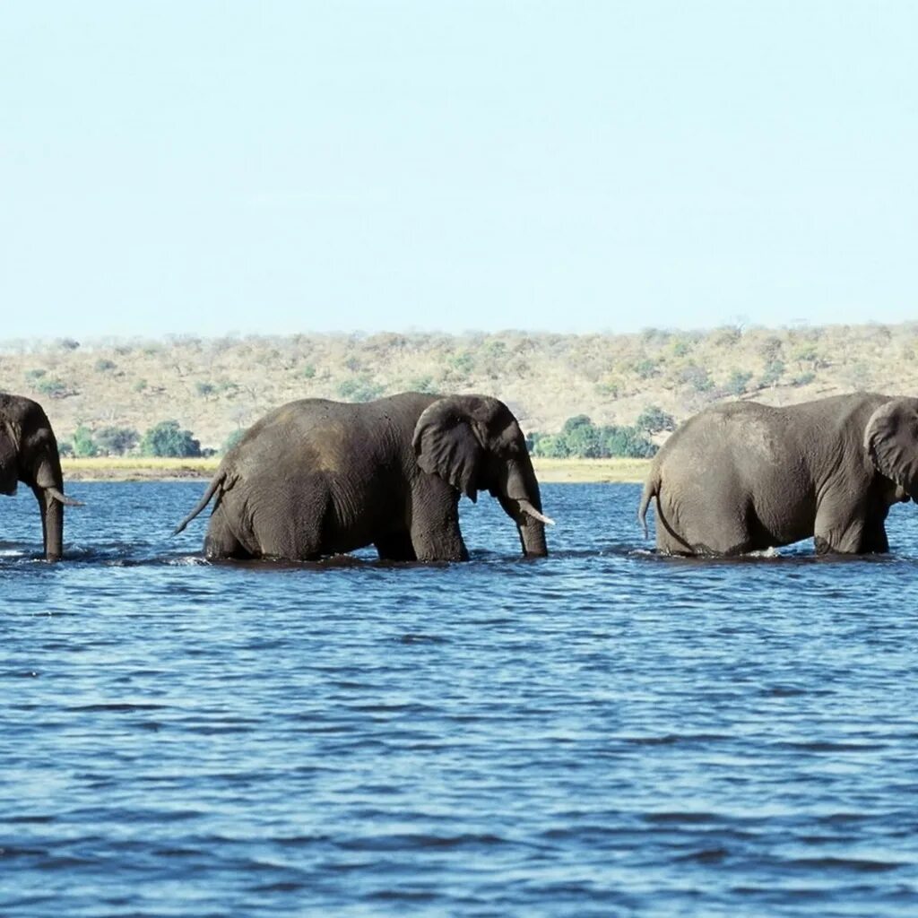 Elephant river. Слоны. Слон в воде. Слоны на водопое. Слон со слоненком в море.