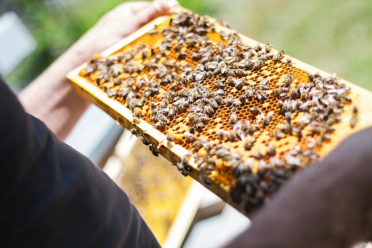 Что делает пчеловод. Пчеловодство. Пасечное Пчеловодство. Пасека 100 пчелосемей. Медовая пасека.