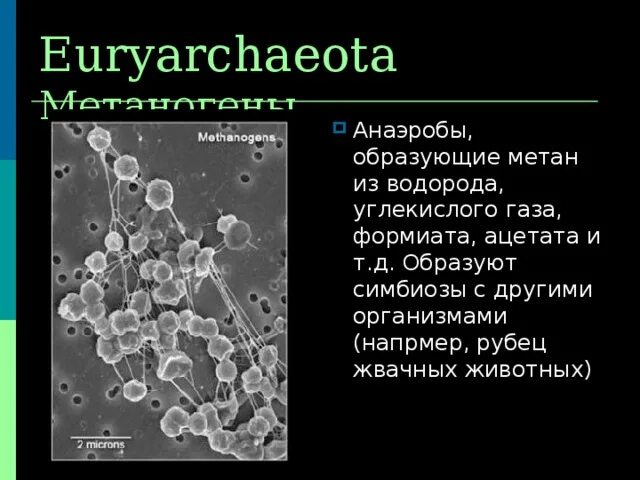 Бактерии выделяют метан. Эвриархеоты. Археи и бактерии. Археи микробиология. Археи метаногены.