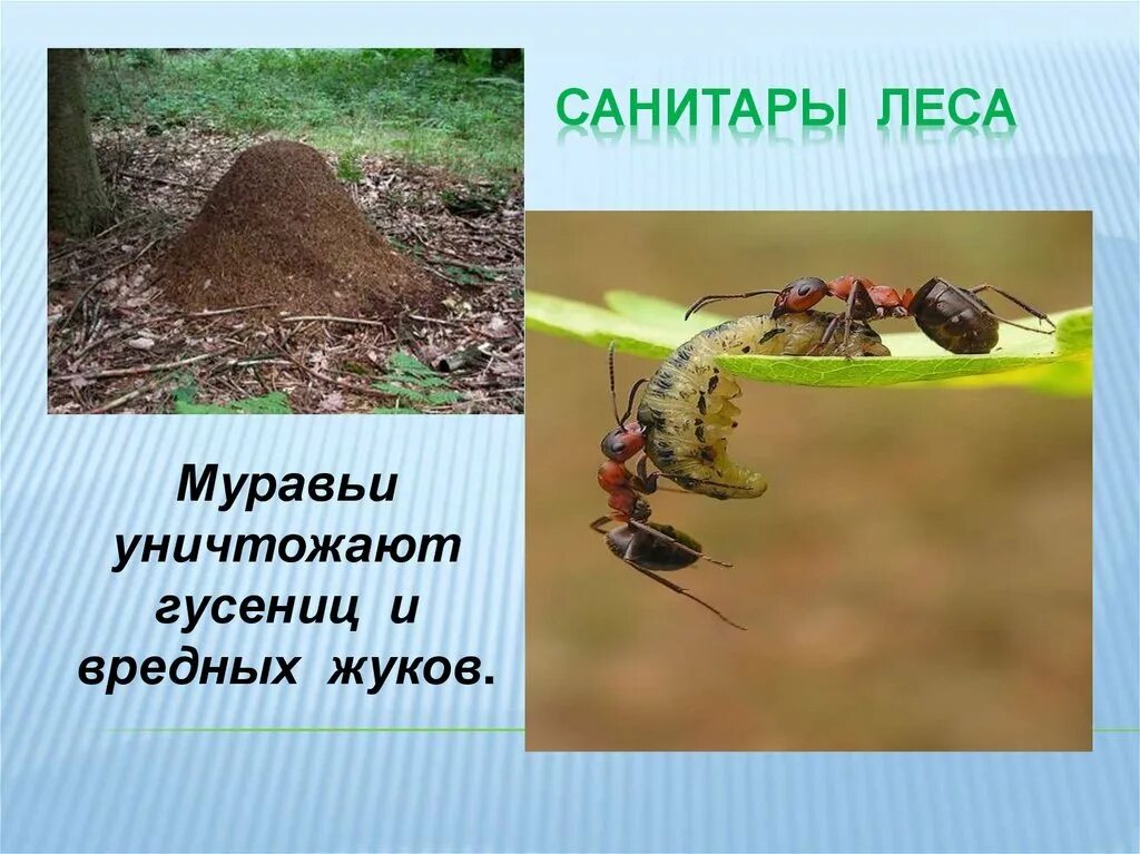 Общественные насекомые. Рыжий лесной муравей (formica rufa). Особенности жизни муравьев. Рыжий лесной муравей описание. Муравьи листорезы.