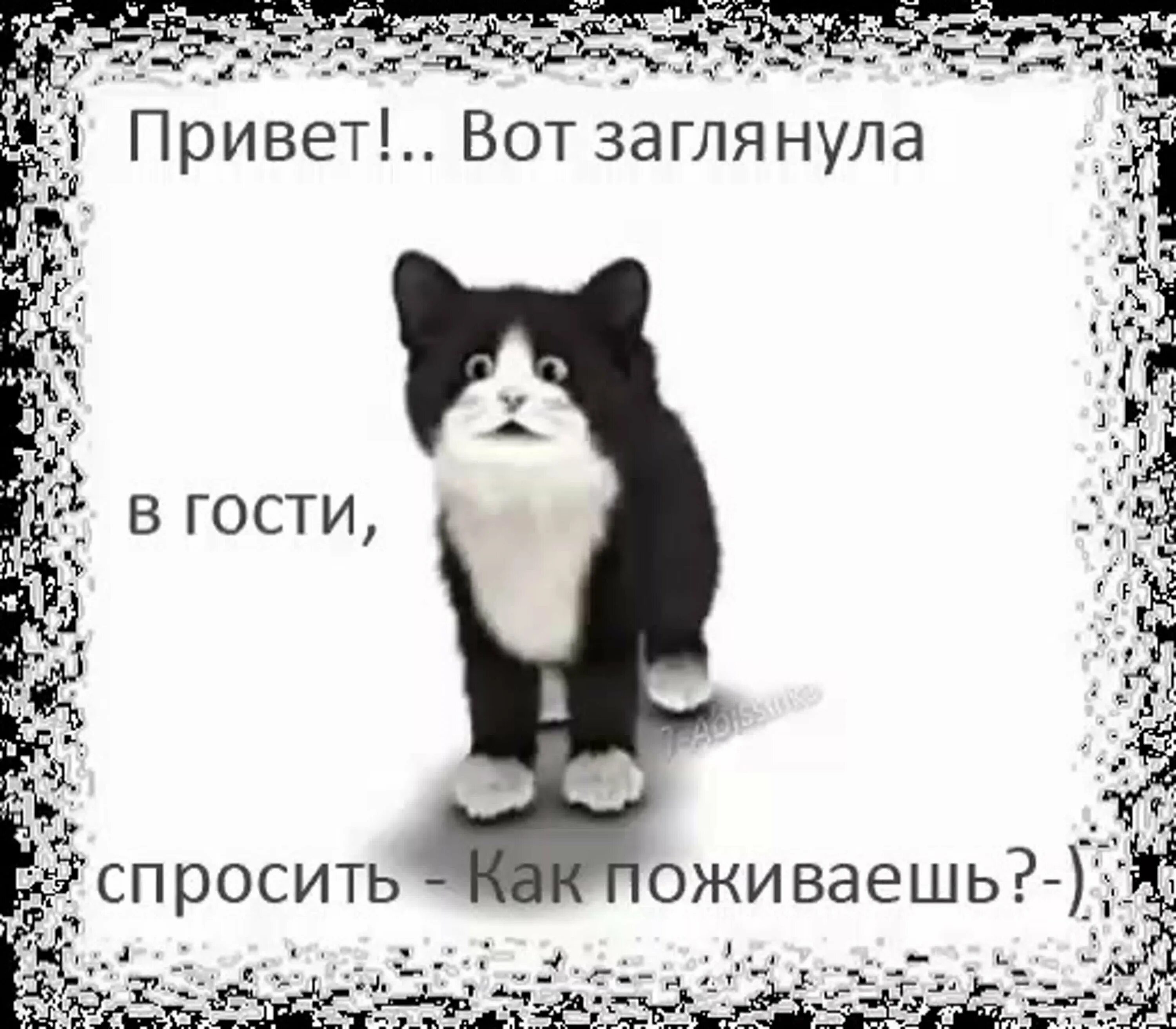 Привет хорошее как твое. Привет прикольные. Привет картинки. Привет как поживаешь. Привет картинки смешные.