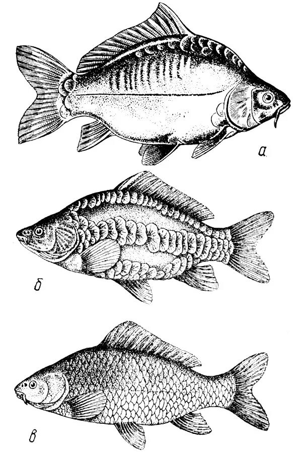 родич карпа 3 буквы