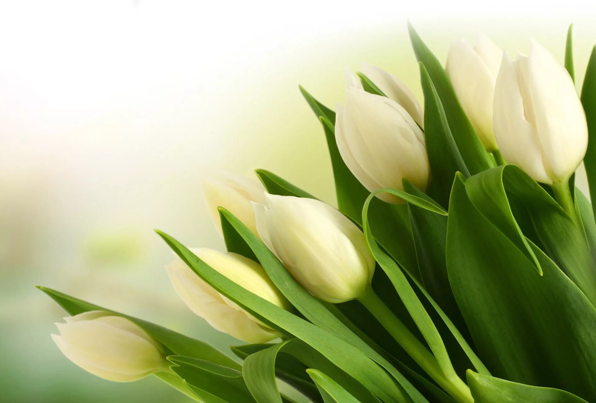 Цветы тюльпаны. Весенние цветы тюльпаны. Белые тюльпаны. Весенний букет фон