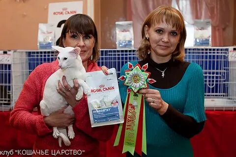 Клуб коте