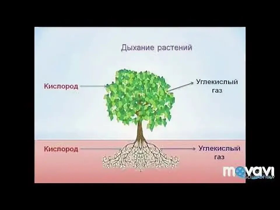 Видеоурок дыхание растений биология 6. Дыхание растений. Дыхание растений 6 класс. Дыхание растений 6 класс биология. Схема дыхания растений 6 класс.