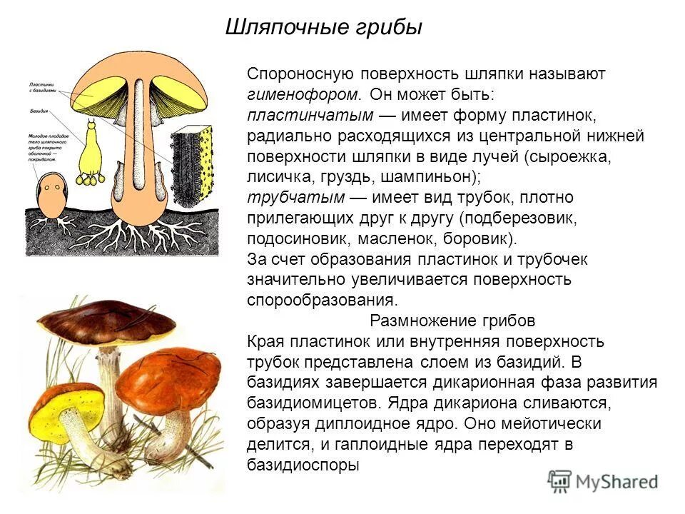 Сыроежка пластинчатый или трубчатый