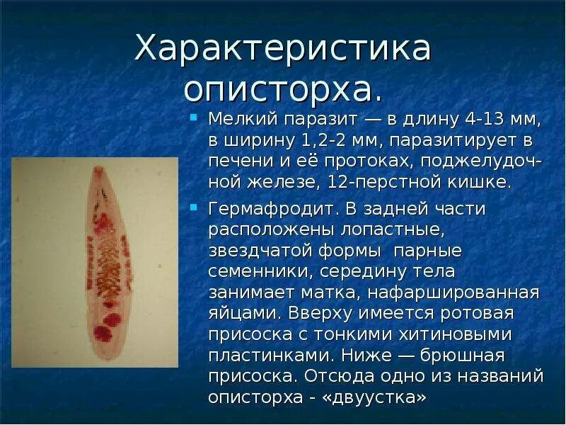 Характеристика яиц паразитов