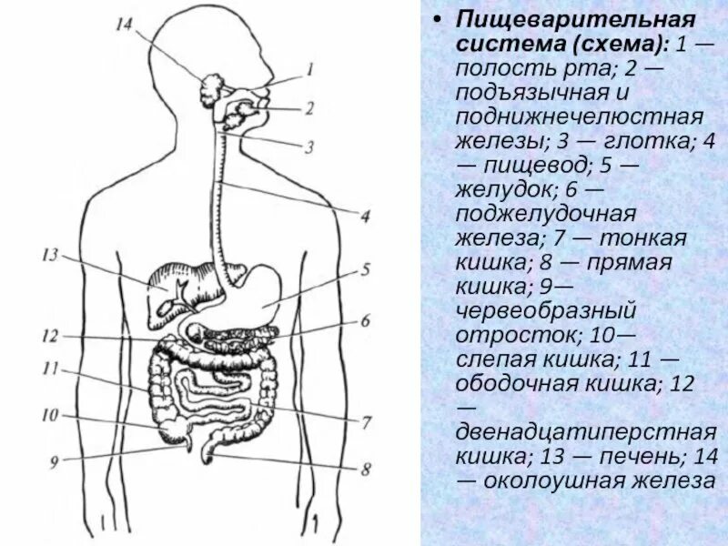 Пищеварительная система человека схема анатомия. Строение пищеварительной системы человека схема схема. Общий план строения пищеварительной системы человека анатомия. Функции отделов пищеварительной системы человека. Отметь органы пищеварительной системы