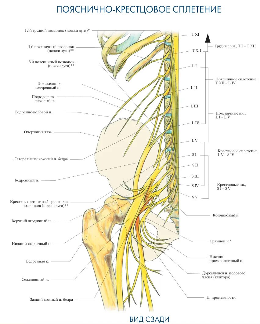 Пояснично-крестцовое сплетение схема. Ветви крестцового сплетения схема. Нервная система латынь