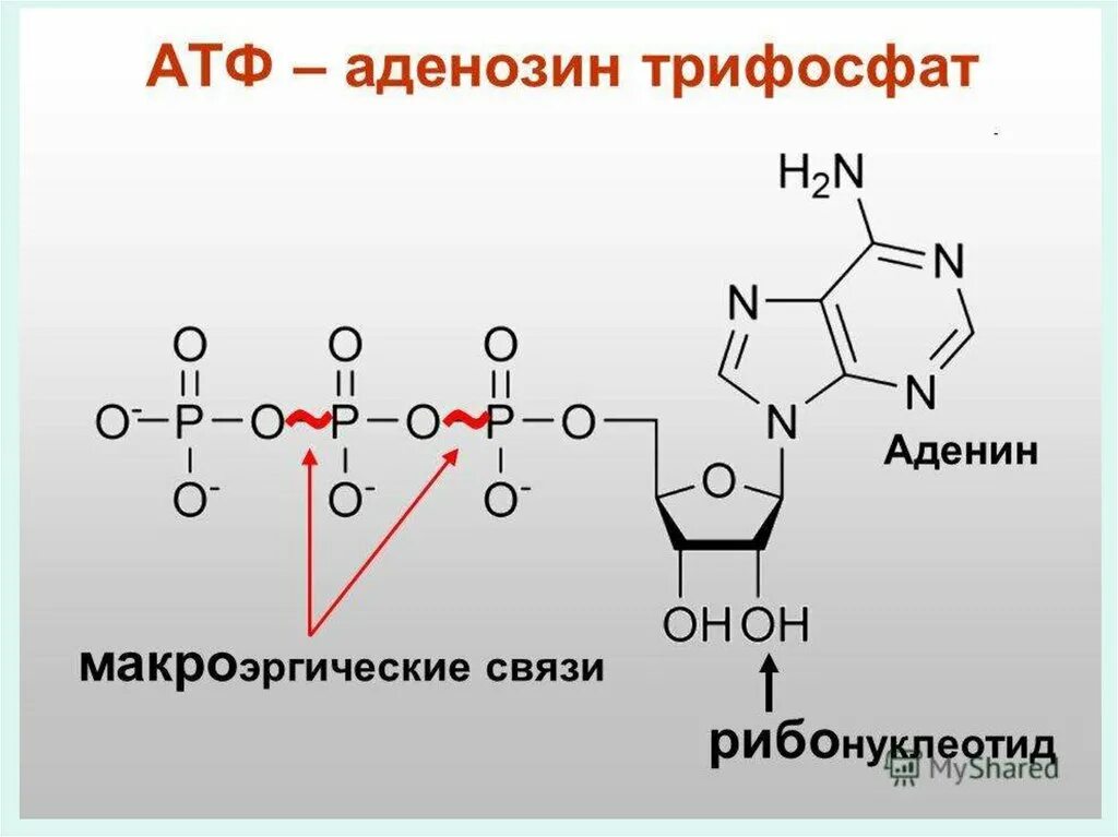 Макроэргические связи между. Схема строения АТФ. Аденозин 5 трифосфат. Реакции образования АТФ (аденозин-5-трифосфата. АТФ аденозинтрифосфорная кислота.