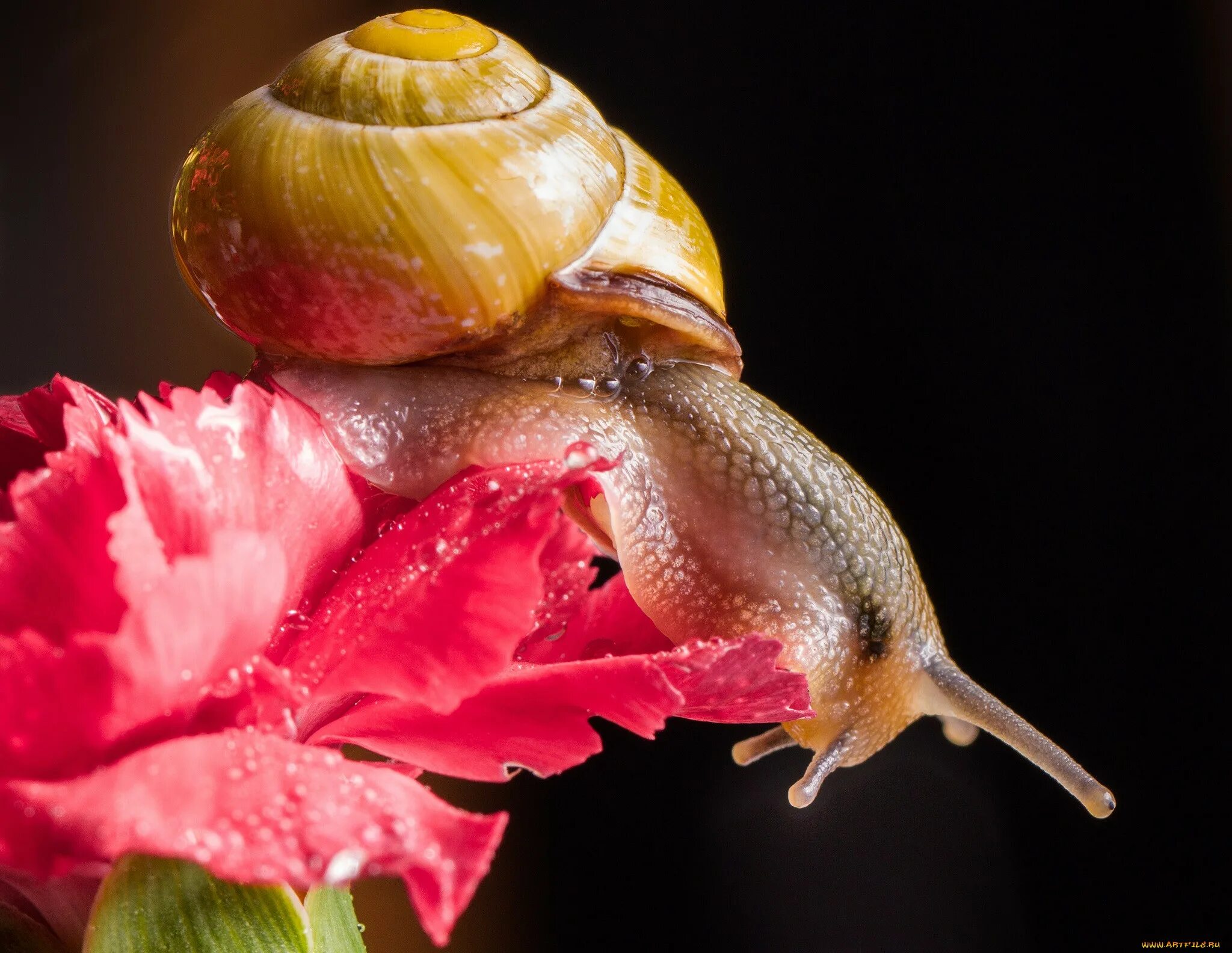 Улитка Priotrohatella stellata. Амазонская улитка. Улитка на цветке. Улитка в цветах. Фотка улитки