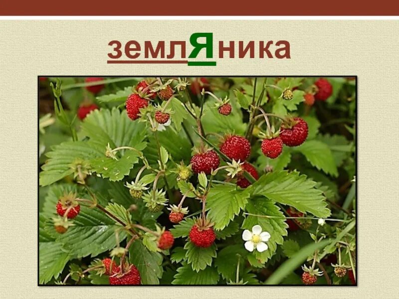 Земляника словарное слово. Земляника словарь. словарное слово земляника в картинках. земляника проверочное.