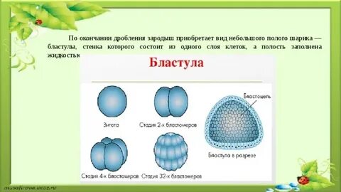 Дробление завершается образованием