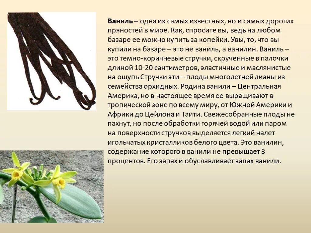 Ваниль содержит. Ваниль. презентация на тему ваниль. стручки ванили в природе. ваниль описание.