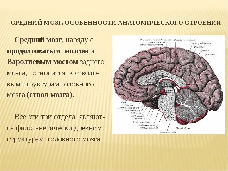 Наружное строение среднего мозга. Структура и строение среднего мозга. Строение среднего мозга и описание. Средний мозг особенности строения. Функции структур среднего мозга