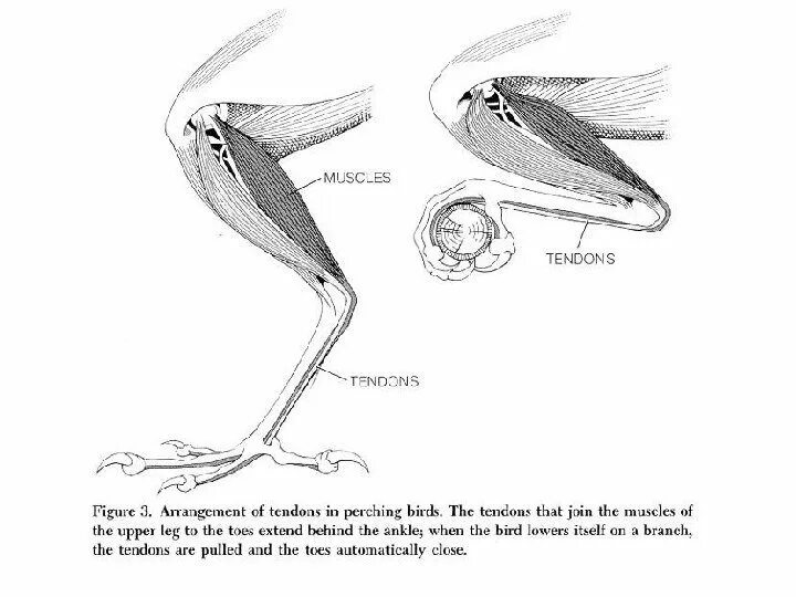 Мышечная система птиц. Анатомия птиц. Мускулатура птиц. Мускулатура конечностей птиц. Особенности расположения строения и работы мышц птиц