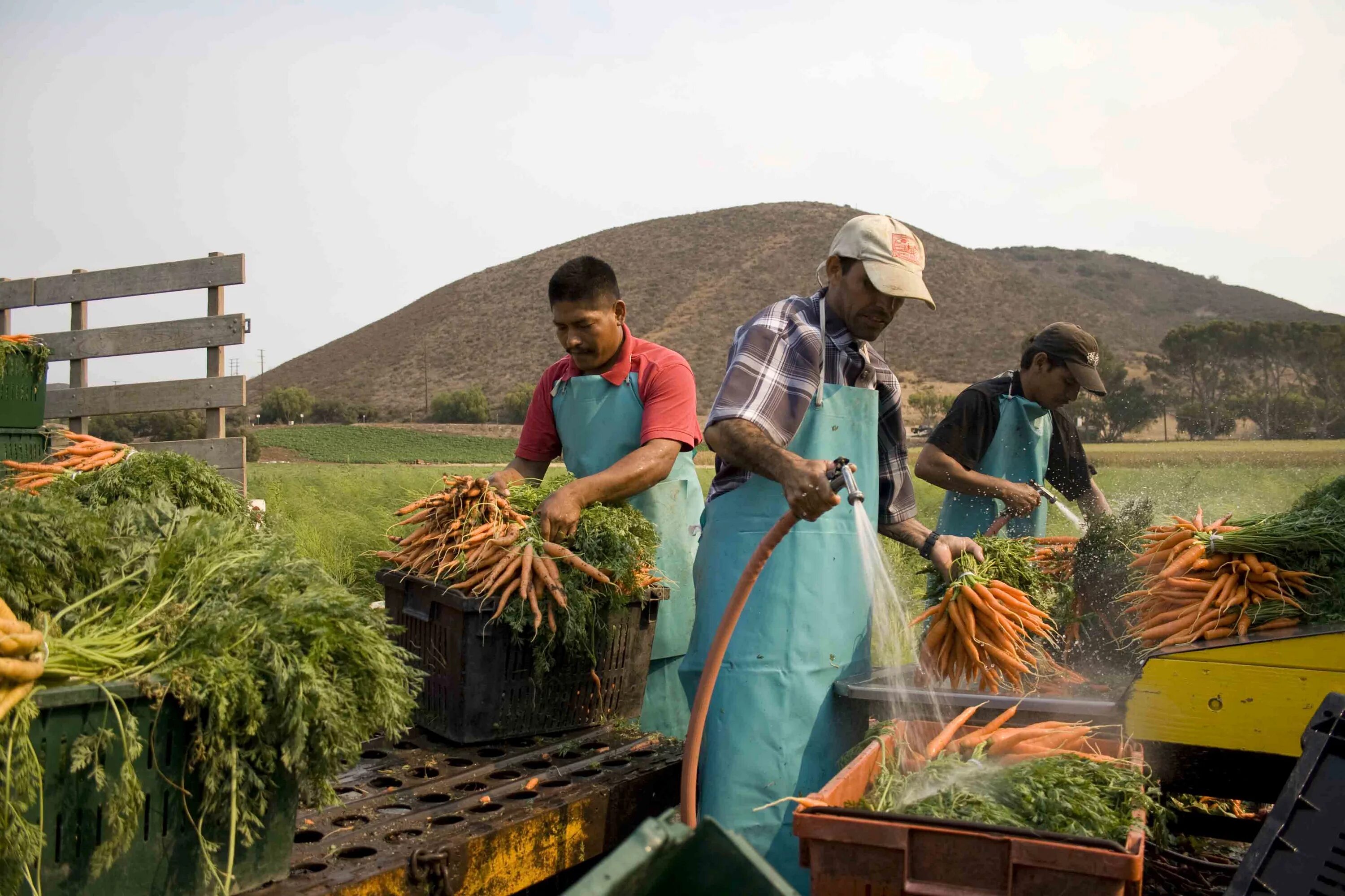 Цветное хозяйство. Сельское хозяйство Фиджи. Сельское хозяйство Португалии. Экологическое земледелие. Органическое сельское хозяйство.