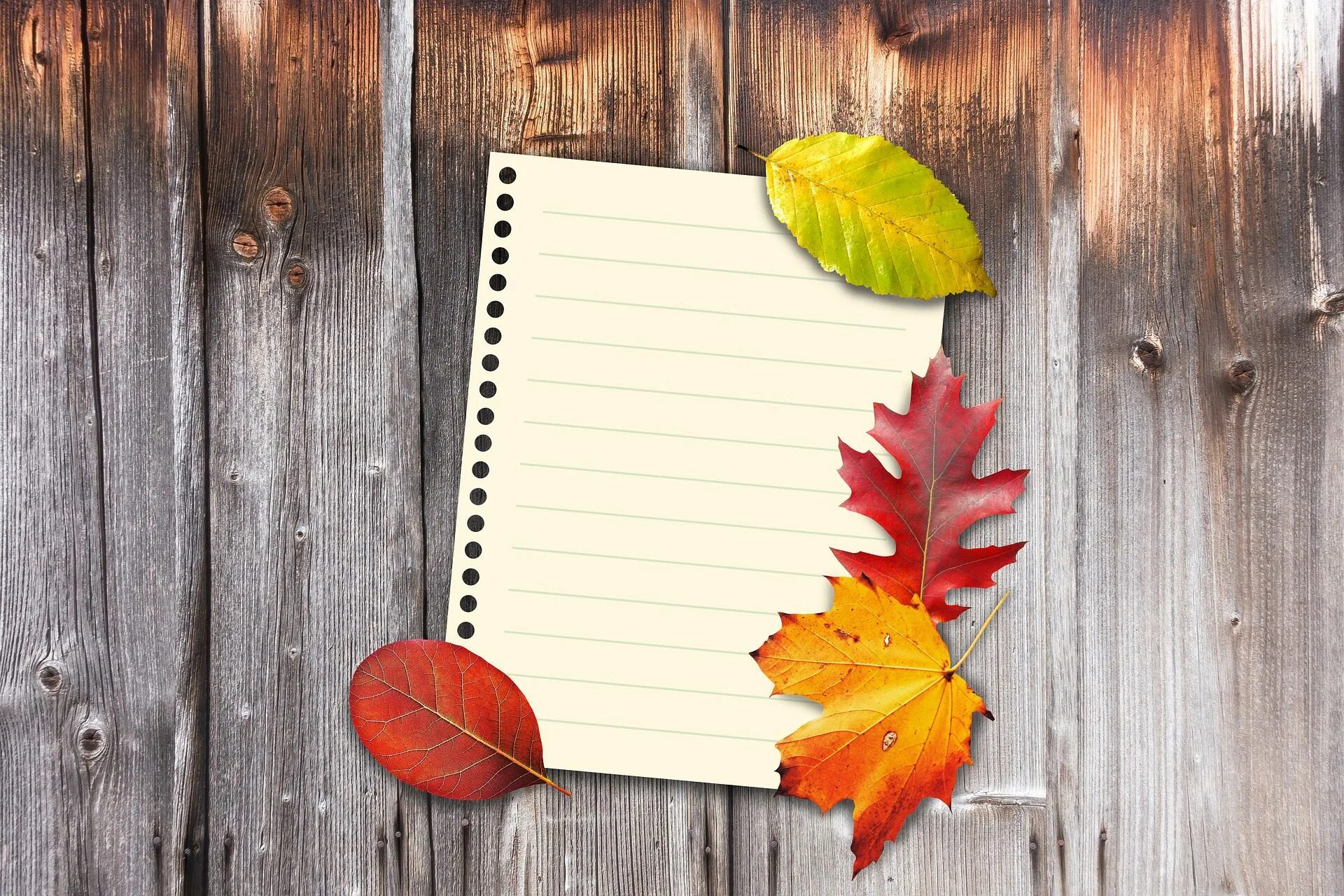 Книга падают листья. Осенний фон. Осенние листья фон. Осенний фотофон. Красивый листок.