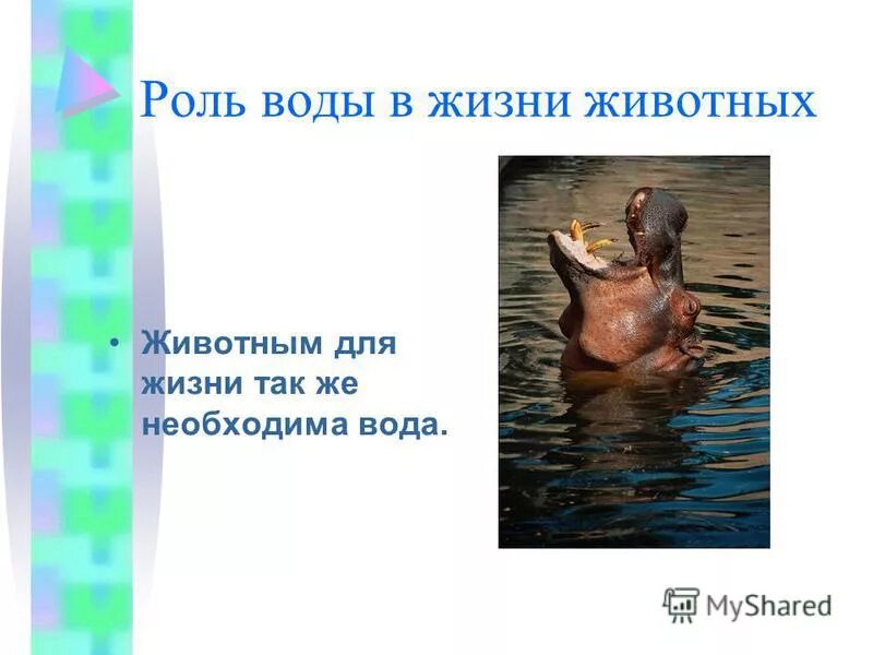 Роль воды в жизни животных и растений. Роль воды в жизни животных. Вода необходима для жизни животных. Сообщение вода в жизни животных. Изучить роль воды в жизни животного.