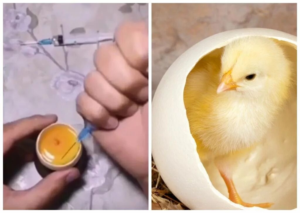 Питание будущего цыпленка. Цыпленок из яйца. Куриное яйцо с цыпленком. Цыпленок вылупился. Вылупившиеся цыплята.