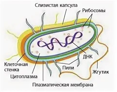 Размер прокариотической клетки