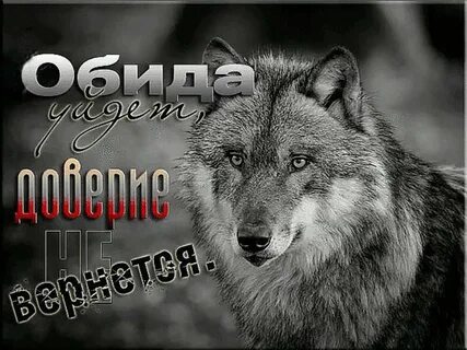 Рингтоны на телефон волк